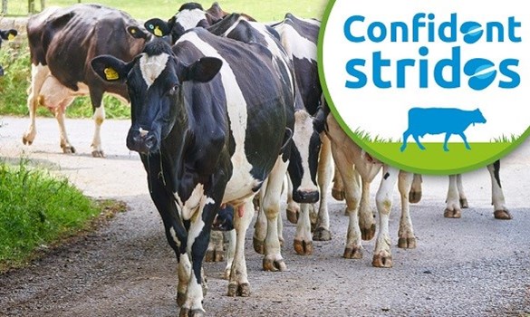 Cows walking along a path and text that reads 'Confident strides'